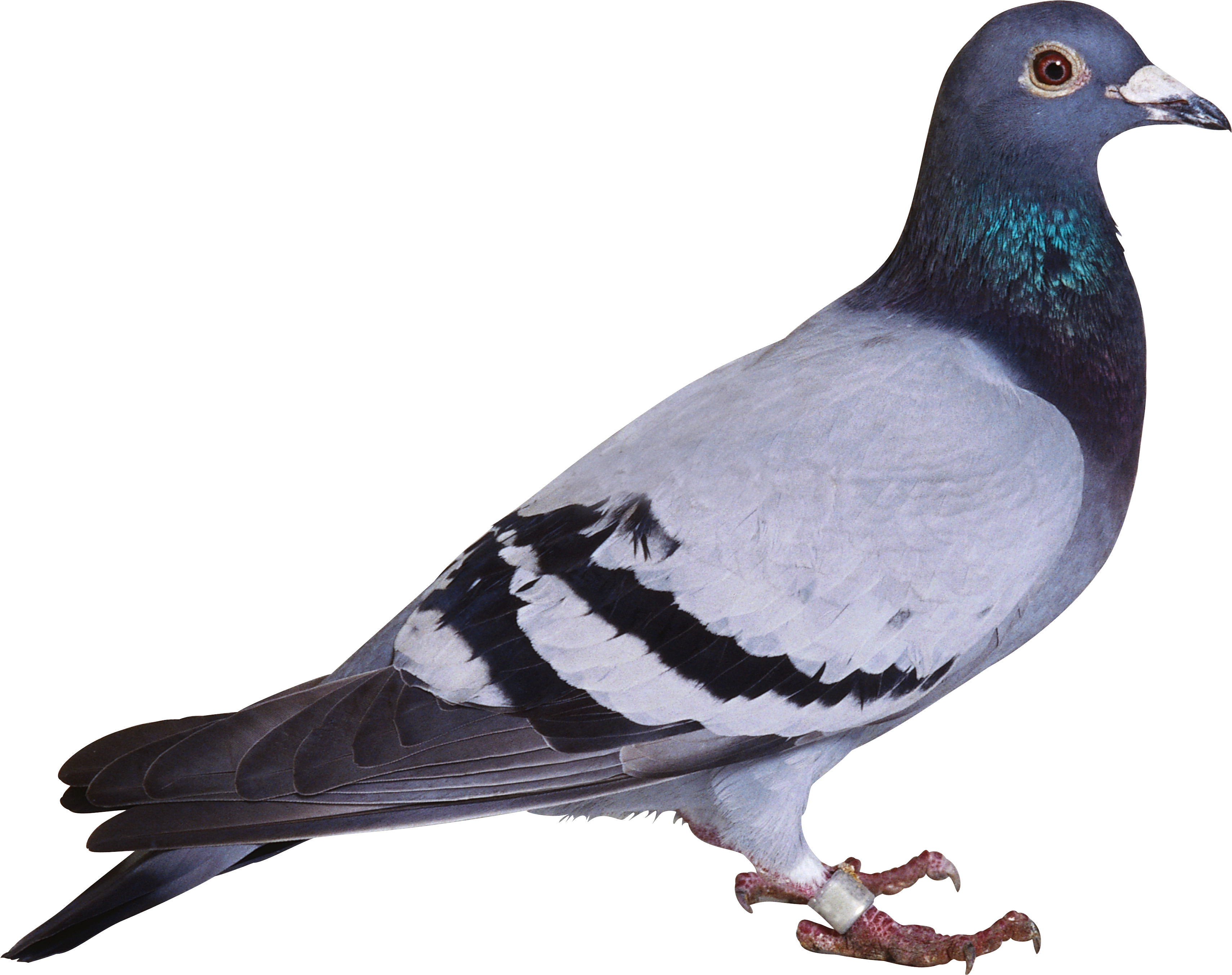 Premium messenger pigeon in flight